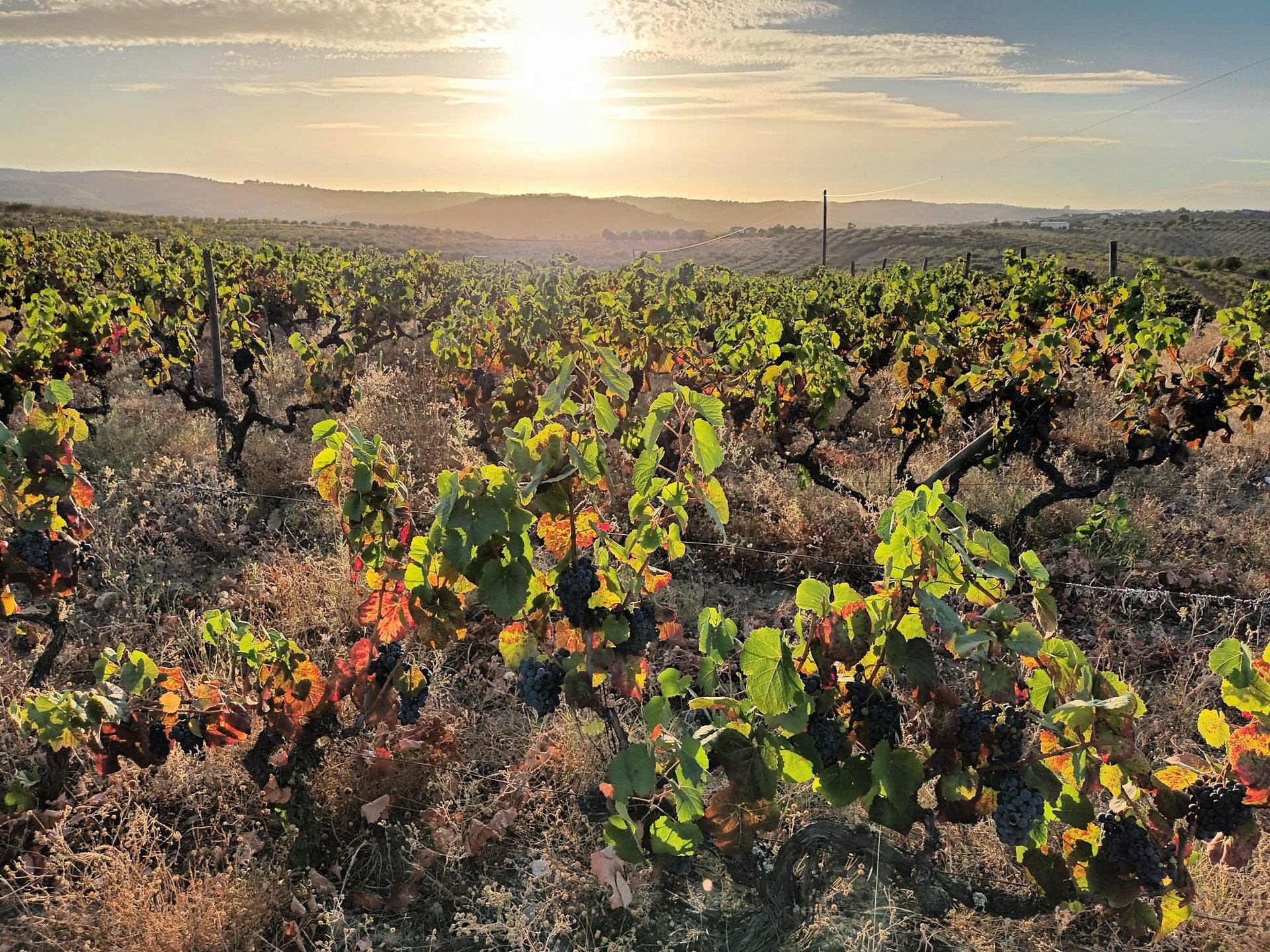 Sunlit vineyard rows with green and reddening grapevines stretching across a hillside at golden hour